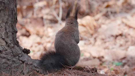 back view of eurasian gray squirrel by tree trunk resting