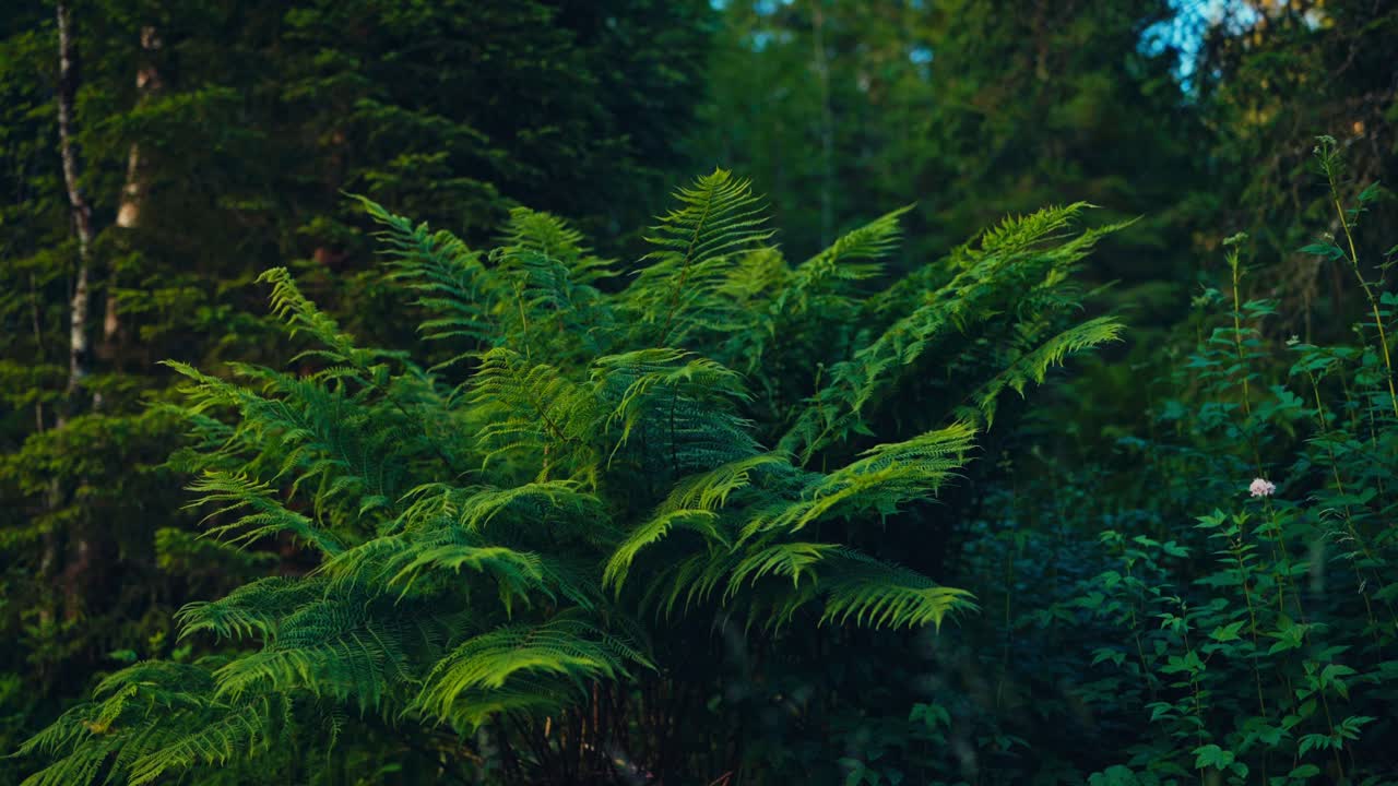 Piante di felci verdi e rigogliose nella foresta pluviale selvaggia. Primo piano.