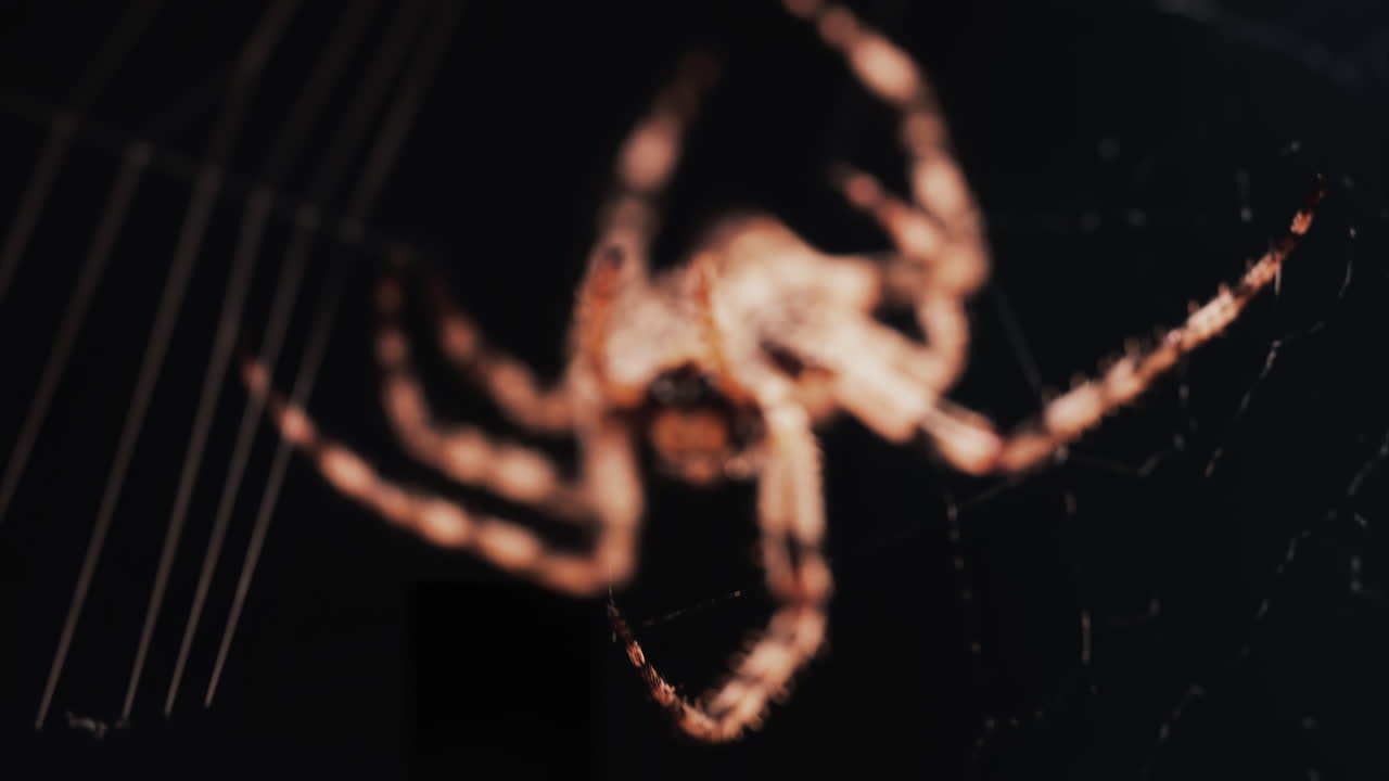 Close up of a spider sitting in its web, showing intricate details of its body and fine silk threads