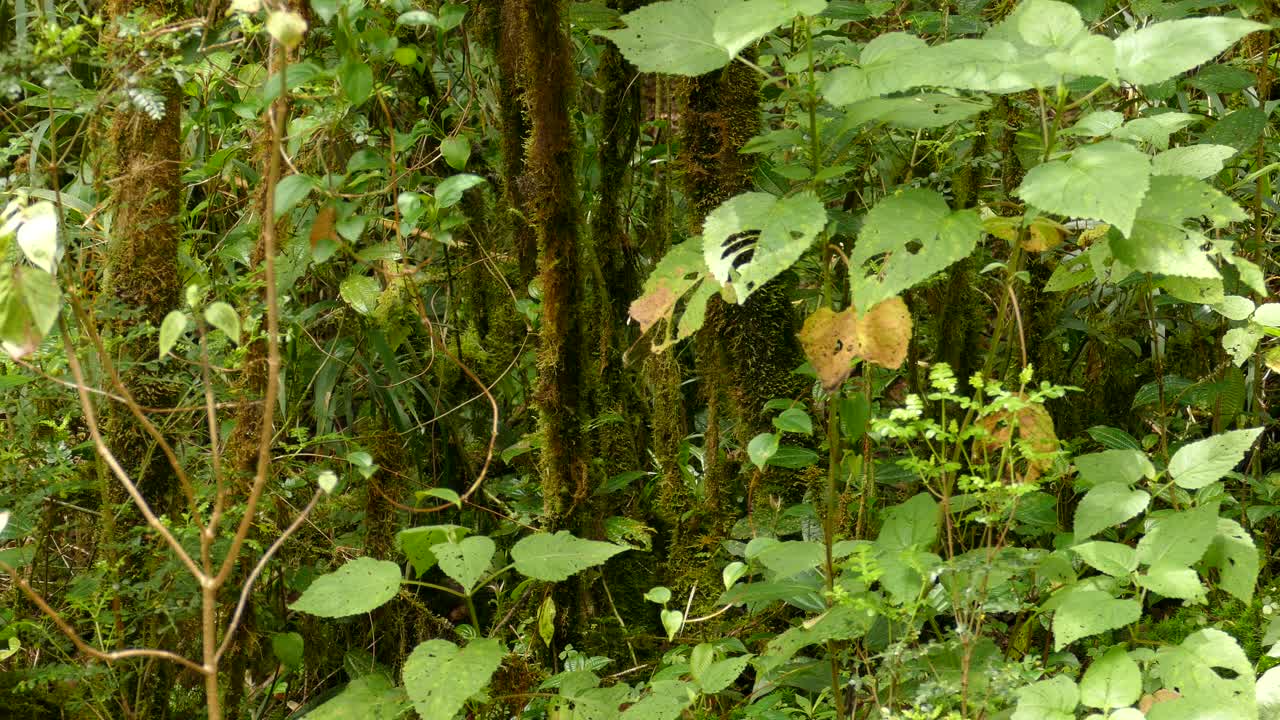 ruddy treerunner pájaro volando entre troncos de árboles cubiertos de musgo en el bosque en costa rica - tiro medio