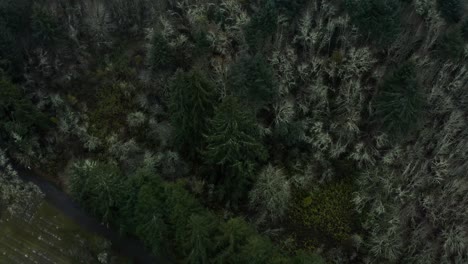 Dense-Evergreen-Forest-in-Eugene-Oregon