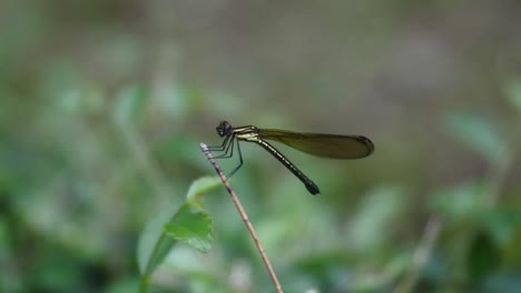 needle dragonfly  attached to small branch