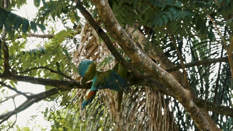 pair of great green macaw birds perching on the tree in a forest - low angle shot