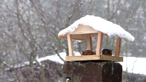 Great-tit-appears-while-Eurasian-nuthatch-eats-calmy-from-a-bird-feeder,-but-dares-to-fly-in-only-after-the-nuthatch-left