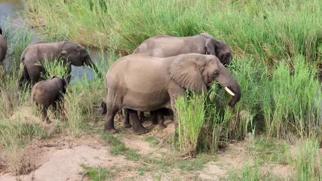 elefantes de sabana africanos pastando con terneros cerca del estanque