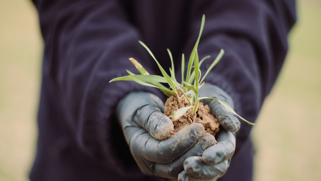 Woman holds tuft of couch grass from overgrown field