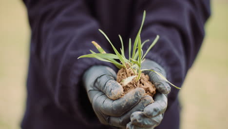 mujer sostiene un mechón de hierba de sofá de un campo cubierto de vegetación