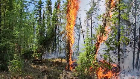 forest fire burning, wildfire close up at day time