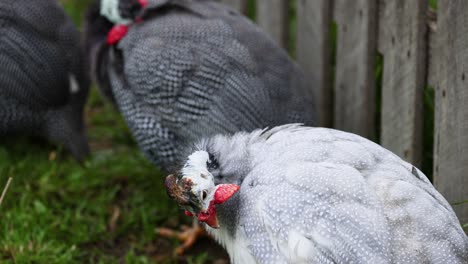 guineafowl interacting near a wooden fence