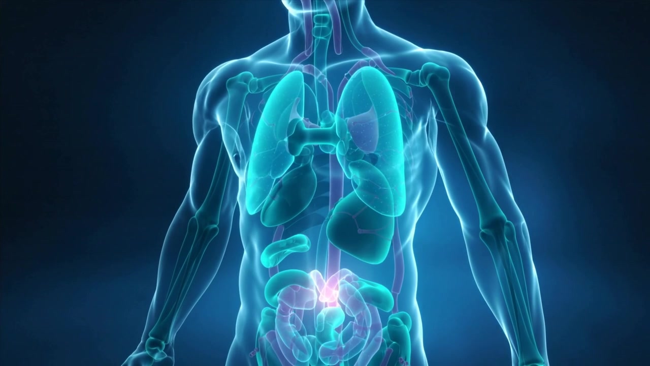 Torso maschile 3D animato che si muove nel rendering, polmoni e stomaco pulsanti che evidenziano gli organi