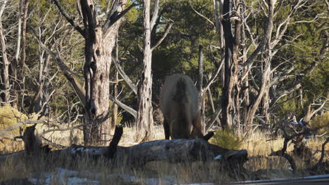 Wild-Elk-Grazing-Beside-Road-At-Mather-Campground-With-Car-Going-Past