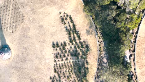 Shot-of-bosque-de-chaputepec-in-mexico