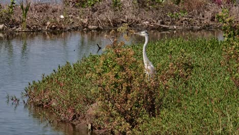 Facing-towards-the-left-as-the-camera-zooms-out-as-seen-at-a-mangrove-forest,-Grey-Heron-Ardea-cinerea,-Thailand