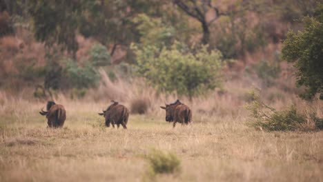 Drei-Gemeine-Gnus,-Die-Langsam-In-Der-Windigen-Afrikanischen-Savanne-Spazieren