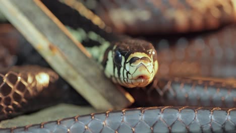 Spilotes-pullatus,-commonly-known-as-the-caninana,chicken-snake,yellow-rat-snake,-or-serpiente-tigre,-is-a-species-of-large-nonvenomous-colubrid-snake-endemic-to-warmer-parts-of-the-Americas.