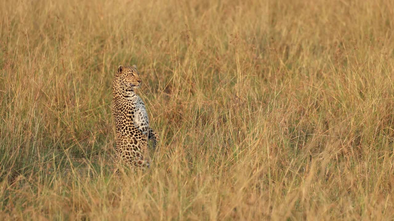 un leopardo sentado sobre sus patas traseras para ver sobre la hierba alta en el masai mara, kenia