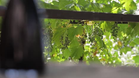 Fokussierung-Vom-Wein-Auf-Die-Trauben