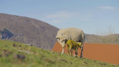 Newborn-lamb-covered-in-amniotic-fluid-gets-nurtured-by-ewe-after-birth
