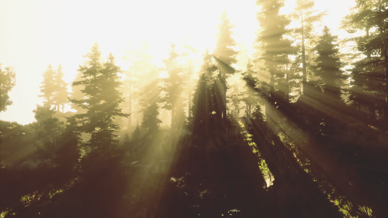 Sunlight streaming through trees in a serene forest during golden hour