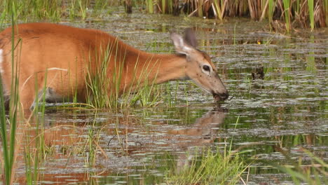 Wildtiere-Weißwedelhirsche-Essen-Gras-Tiefes-Wasser-Säugetier-Tag