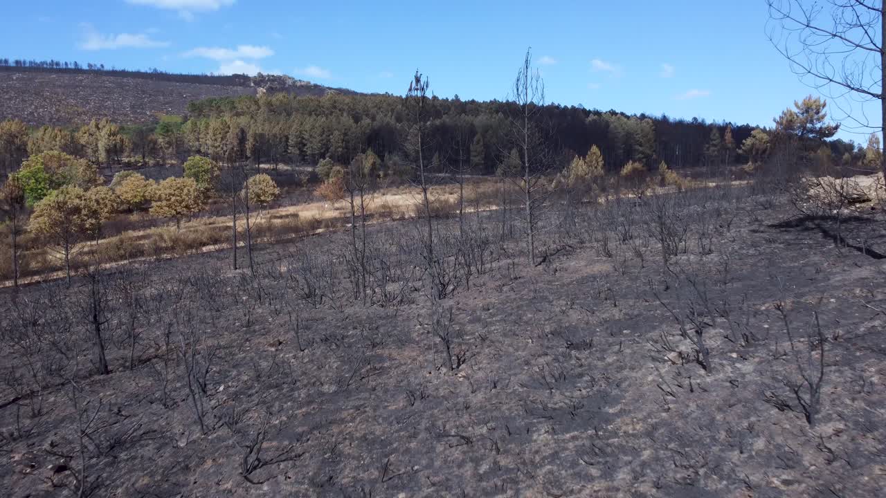 scorched earth after natural disaster with living trees in background, aerial