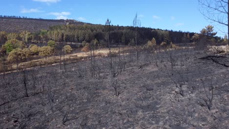 scorched earth after natural disaster with living trees in background, aerial