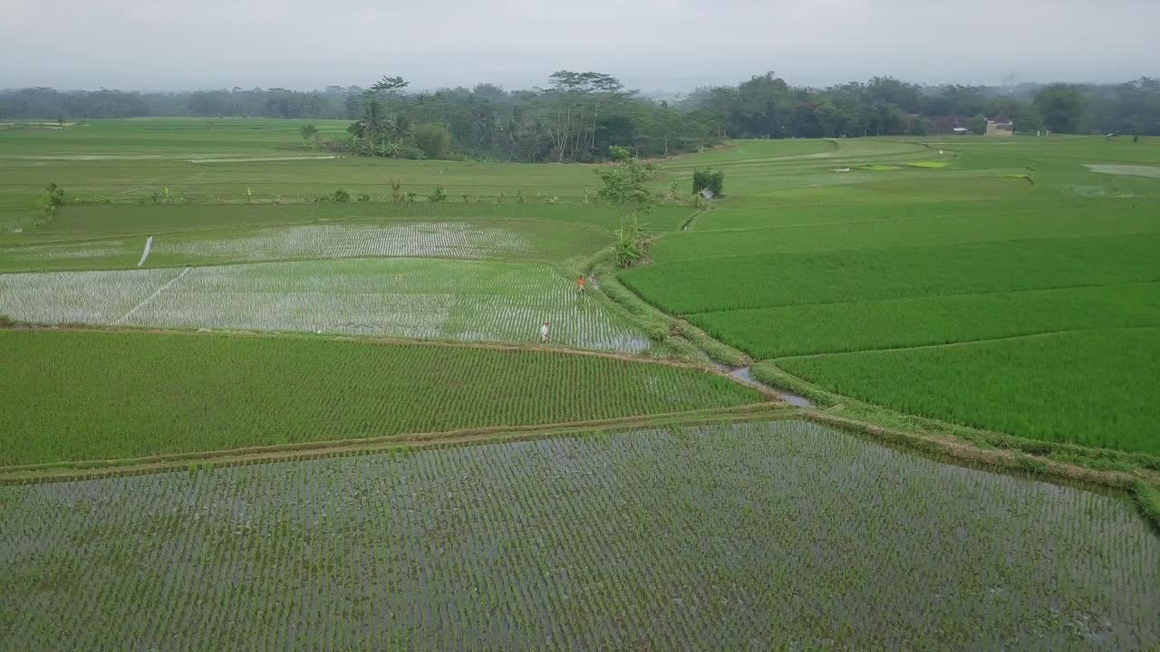 Ripresa circolare con drone di un campo di riso allagato con giovani piante di riso con un bellissimo disegno sotto un cielo nuvoloso