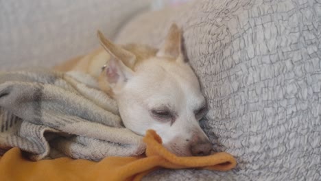 small mixed breed canine companion resting alone under family blankets