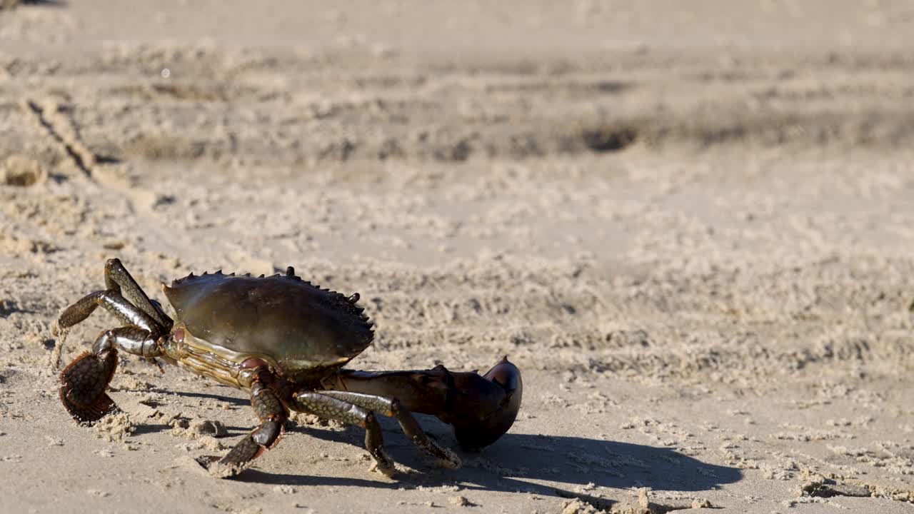 A mud crab moves across a sunlit sandy beach, showcasing its natural behavior and environment