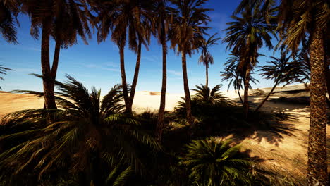 plantation of date palms intended for healthy food production