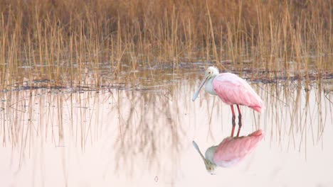 Espátula-Rosada-En-Aguas-Tranquilas-Con-Reflejo-Espejado