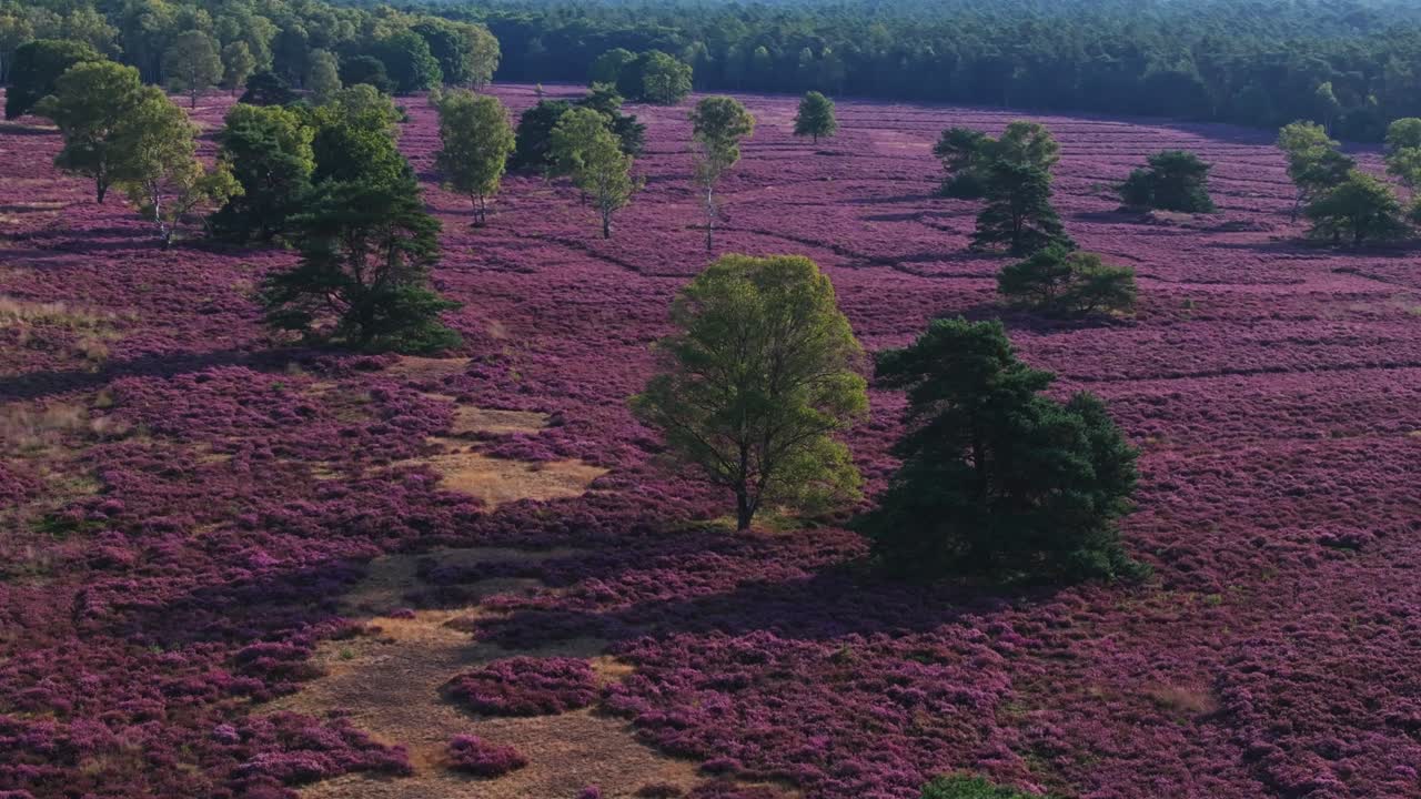 Picturesque Heathland Landscape with Purple Flowers and Trees