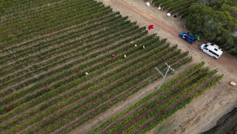 trabajadores agrícolas cultivando uvas en un viñedo en la región de margaret river, australia occidental
