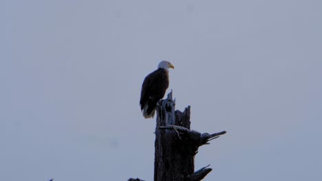 eagle being attacked by a small bird protecting her young.