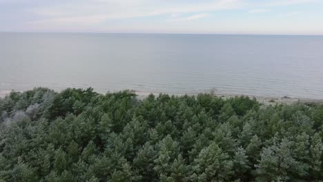 beautiful aerial establishing view of baltic sea coast, overcast winter day, calm beach with white sand, pine tree forest, coastal erosion, climate changes, wide drone shot moving forward, tilt down