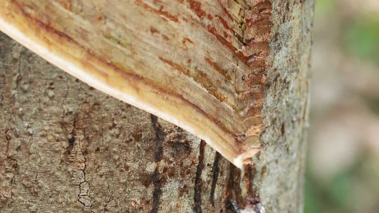 Close-up of latex dripping from a rubber tree into a collection cup. Natural extraction process in a tropical setting