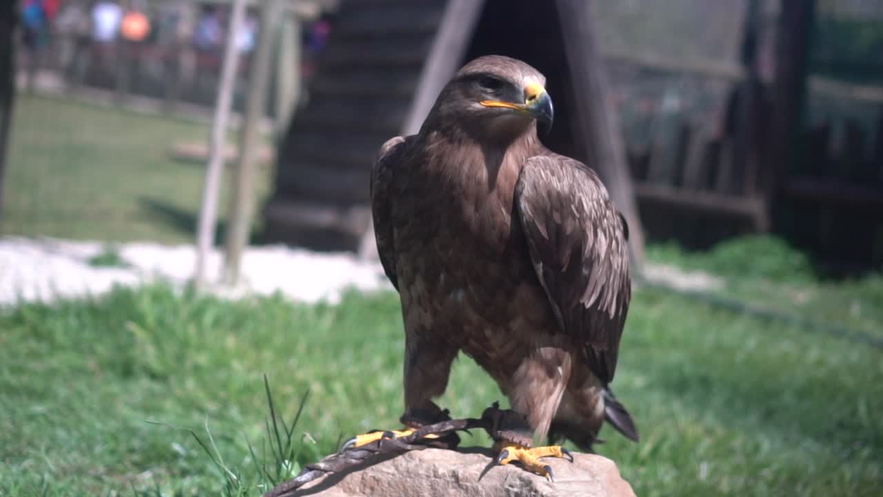 Majestic eagle perched on a rock looks at the camera and turns its head to profile.