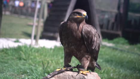 majestic eagle perched on a rock looks at the camera and turns its head to profile.