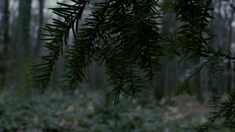 close up of pine tree with defocused leaf at park forest