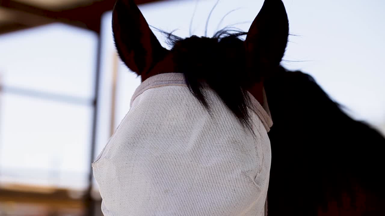 inclinar hacia abajo la cara de los caballos