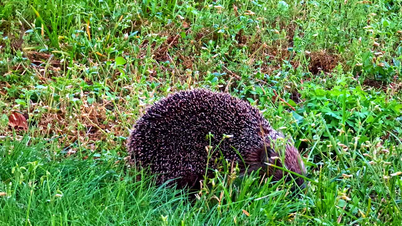 Wild Hedgehog Walking Away on Green Lawn Surrounded by Fresh Summer Grass