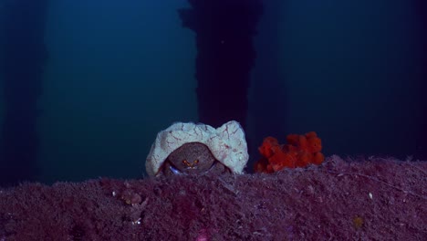 southern sponge crab austrodromidia australis edithburgh south australia 4k 25fps