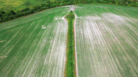 Toma-Aérea-De-Un-Campo-Plantado-Con-Seto-En-El-Medio,-En-Un-Día-Brillante