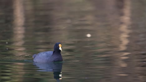 Wildes-Weißes-Geflügeltes-Blässhuhn,-Das-Friedlich-Auf-Einem-See-Schwimmt