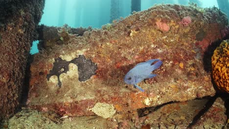 Pez-Diablo-Azul-Del-Sur-Paraplesiops-Meleagris-Endémico-Sur-De-Australia-4k-Cámara-Lenta