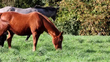 primer plano de un hermoso caballo pastando en un campo de hierba verde y exuberante