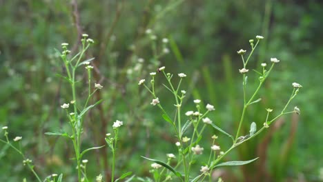 El-Partenio-Es-Una-Planta-Venenosa-Con-Una-Variedad-De-Enfermedades-Que-Crecen-A-Partir-De-Moléculas-De-Flores.