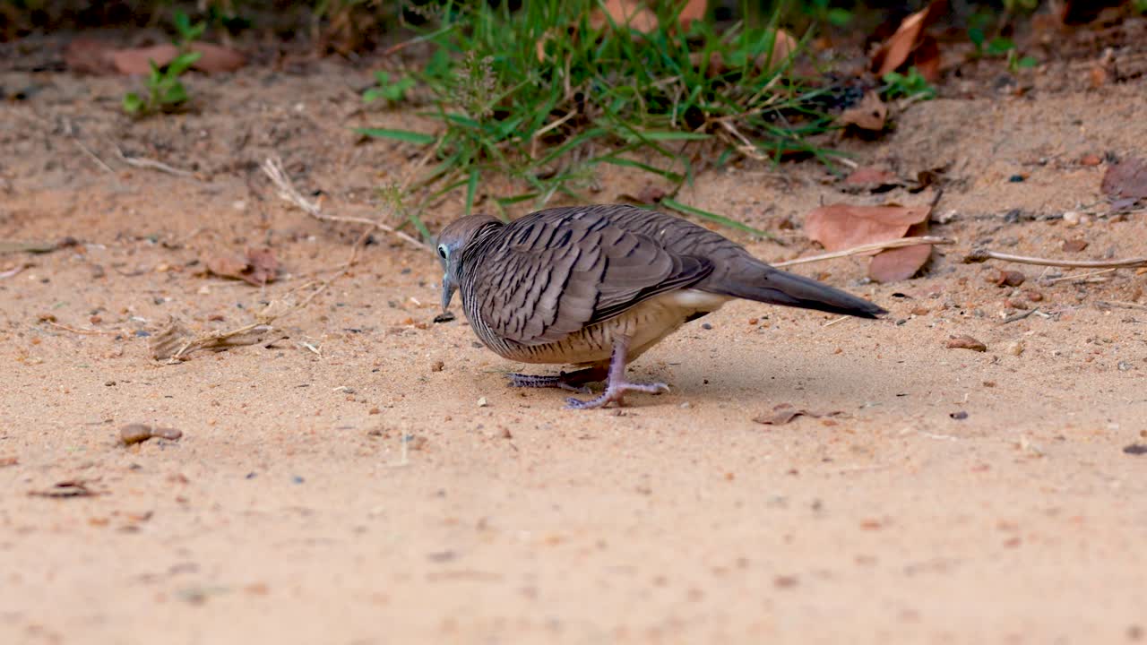 A zebra dove walks along a sandy path in Rama 9 Park, Bangkok. Natural lighting highlights its graceful movements and serene environment