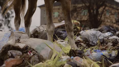 horse on rubbish pile nigeria 03