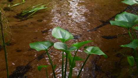 calla plants swaying in a very beautiful river